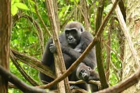 Gorillafrau Iguela und ihr 2014 geborener Sohn Ozavino